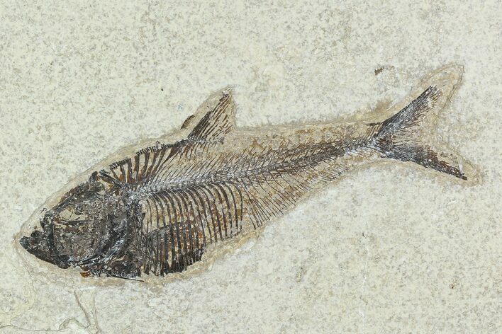 Fossil Fish (Diplomystus) - Green River Formation #129577